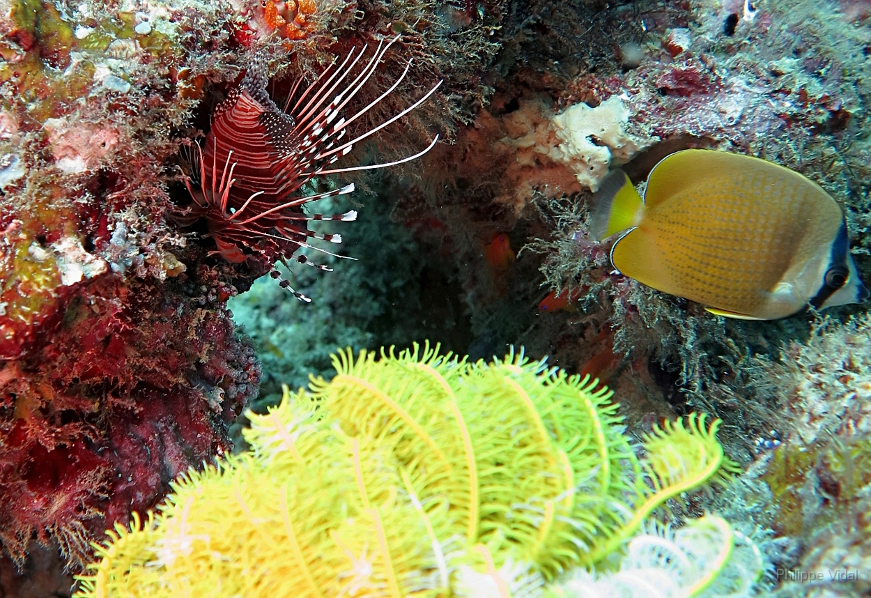 Velidhu - 2013_03_12 - IMG_0581rf_Laffe cornu ou poisson diale ou pterois a antennes - Pterois antennata_Wissaradhuni thila_Plongee.jpg